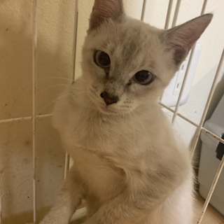 急募！子猫 生後３ヶ月