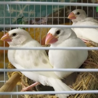 里親様決定！ありがとうございました。