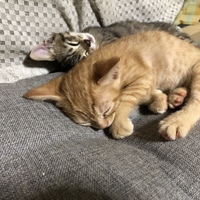 1ヶ月半の男の子たち