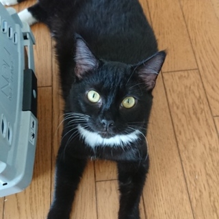 黒白美猫の足長マンチカン