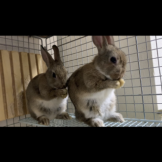 うさぎの赤ちゃん里親募集