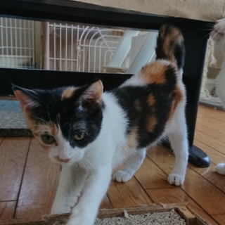 大人しい三毛猫さん