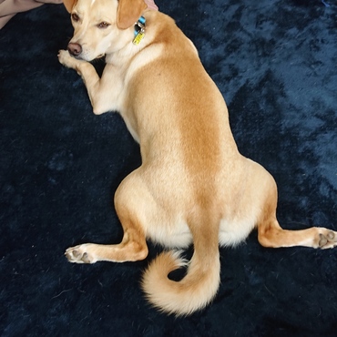 葵先輩！！めっちゃ綺麗な香箱ですやぁ～ん♪by銀太