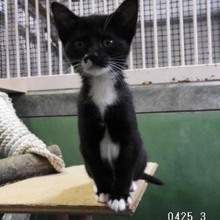 5本指ソックスで健康ニャン