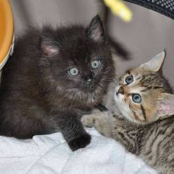 三重県桑名市８月４日(日)個人保護主合同譲渡会 サムネイル2