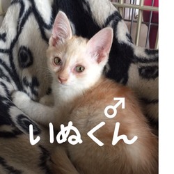 三重県桑名市８月４日(日)個人保護主合同譲渡会 サムネイル3