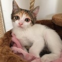 三毛猫のコミちゃん、なれなれです！