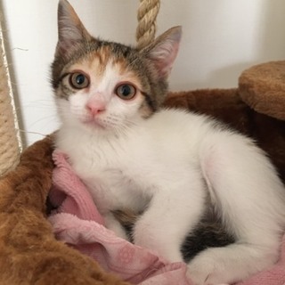三毛猫のコミちゃん、なれなれです！