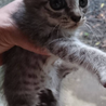 里親募集中の猫ちゃん❤️おめめが落っこちそうです！