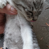 里親募集中の子猫ちゃん❤️たまーに撮れる塩顔もすき！