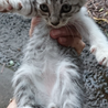 里親さん募集中の子猫ちゃん❤️ぬいぐるみみたい！