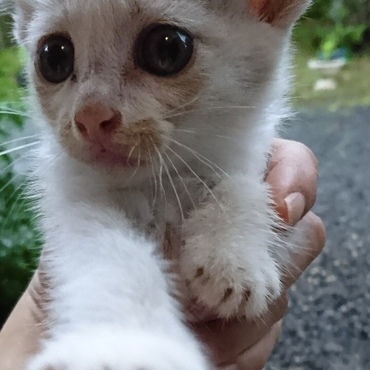 里親さん募集中の子猫ちゃん❤️白いお顔にピンクのお鼻がお似合いです！