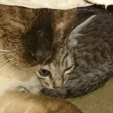 里親募集中の子猫ちゃん❤️ジャムちゃんがお世話してくれています！