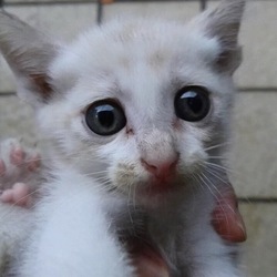 里親募集中の子猫ちゃん❤️