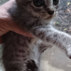 里親さん募集中の子猫ちゃん❤️