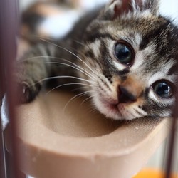 猫の譲渡会＠京都サカタニギャラリー サムネイル2