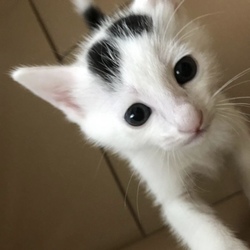 猫の譲渡会＠京都サカタニギャラリー サムネイル3