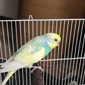 【募集一旦停止】セキセイインコの里親様募集です