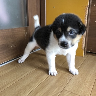 里親決定しました。