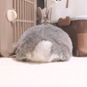 ＊ゆきくま＊
