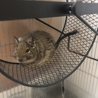 生後1年 デグー メス 里親募集