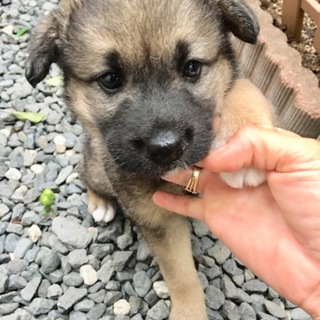 里親さま決まりました☆