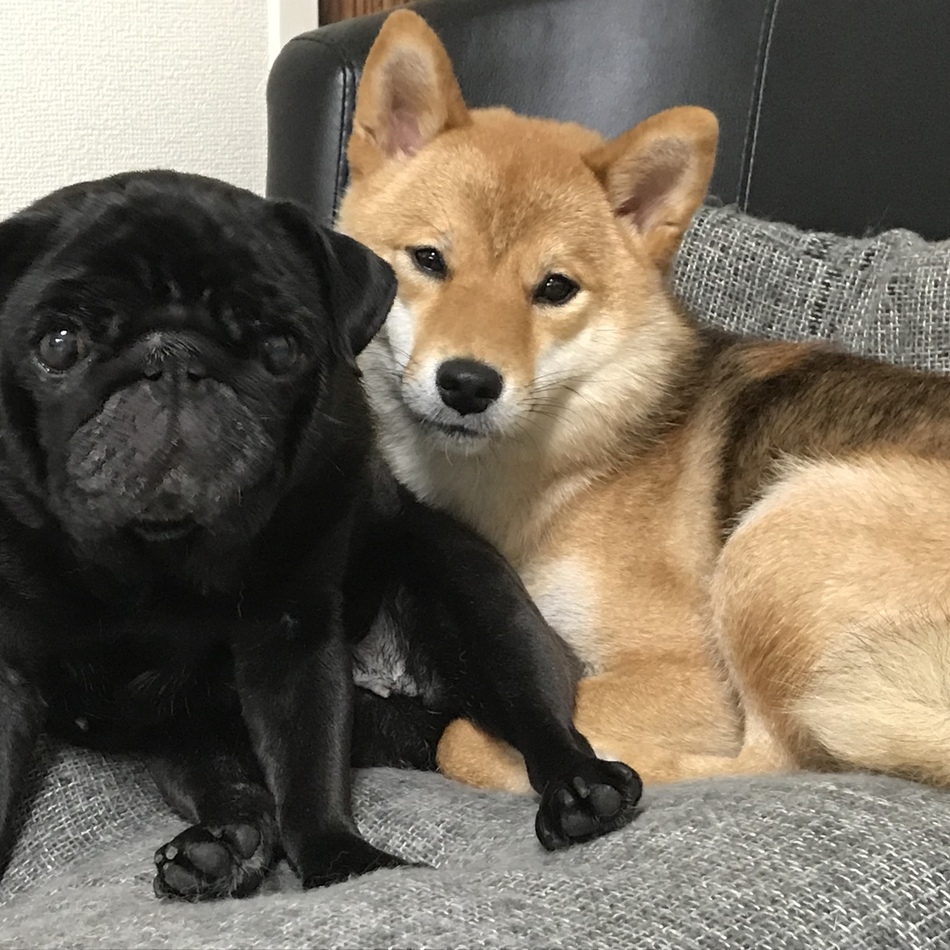 きなこのカバー写真