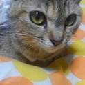 スタイル抜群  キジ三毛アビちゃん
