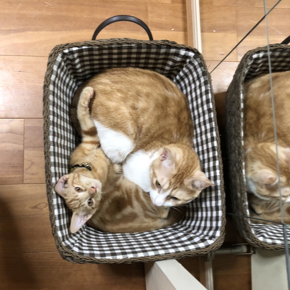 Marcoのカバー写真