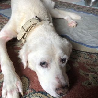 ラブラドール mix