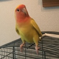 コザクラインコ メス 4歳 