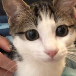 実は三毛猫☆愛嬌たっぷり美人猫ララ(トライアル中)