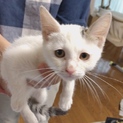 神社の子猫  男の子