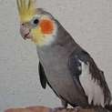 オカメインコ♂募集停止します