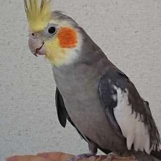 オカメインコ♂募集停止します