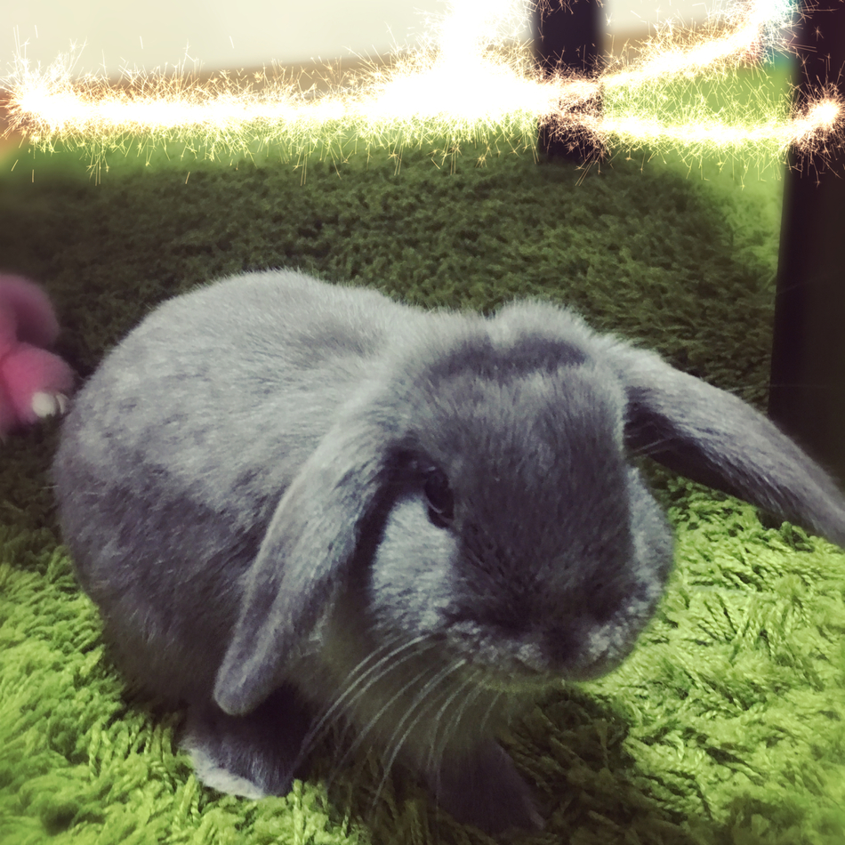 リトルのカバー写真