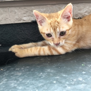 ちゃとらの子猫