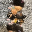 完全室内飼い 子猫たち