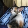 ★美人三毛ちゃん★ サムネイル2