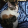 ★美人三毛ちゃん★ サムネイル3
