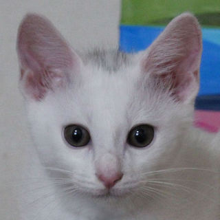 スッキリイケニャンのエースくんです