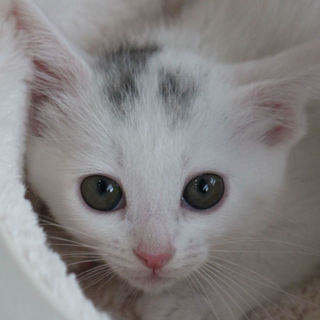 愛くるしい美猫、ダイヤちゃん♪