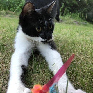 人が大好きな甘えん坊 子どもとも遊べます