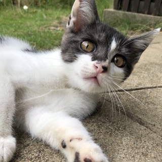 元気でやんちゃな美少年  灰色x白x黒 