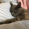 ひかきしゃ