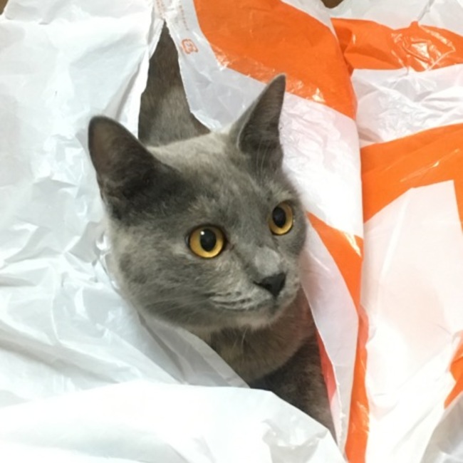 ひかきしゃのカバー写真