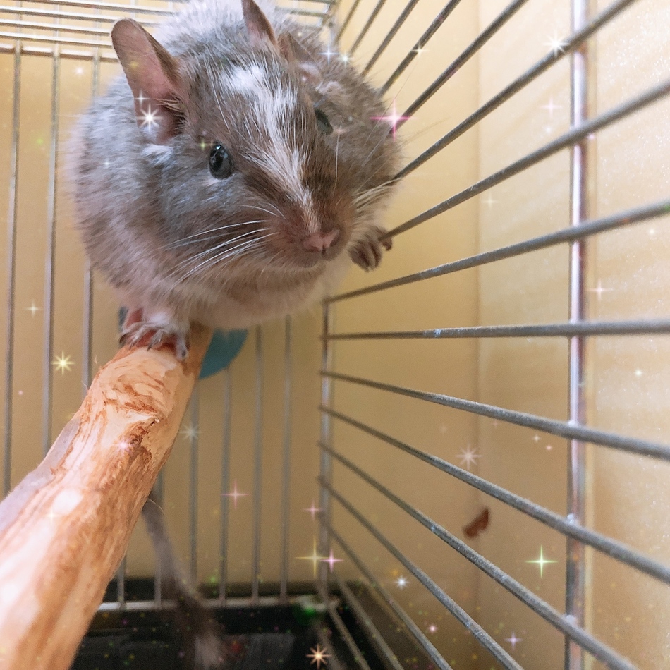 KOKOちゃんのカバー写真