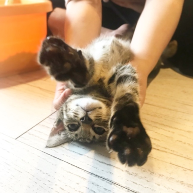 にゃごみ庭のカバー写真