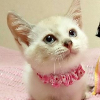 【不参加8/11東銀座】バニラちゃん2ヵ月半