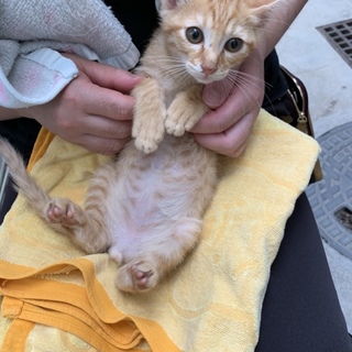 No.29 甘えん坊な茶トラくん